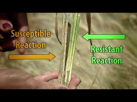 What does a rust-resistant wheat variety look like under disease pressure?